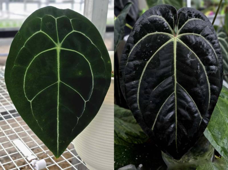 Антуриум 4G30 Anthurium Forgettil X (Carlablackiae X AOS Tezula)