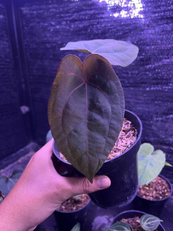 Антуриум §§89 Anthurium Red Spider X RVDP