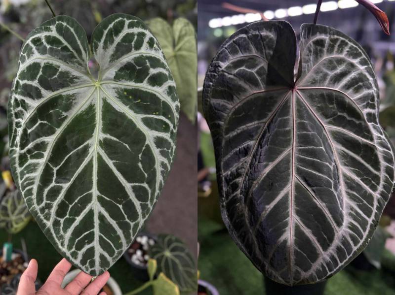 Антуриум 4G35 Anthurium SKG pink lemonade X (Crystallinum Select Large 53 X Angela 35)