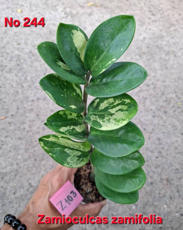 Замиокулькас 244 Zamioculcas zamifolia Z103