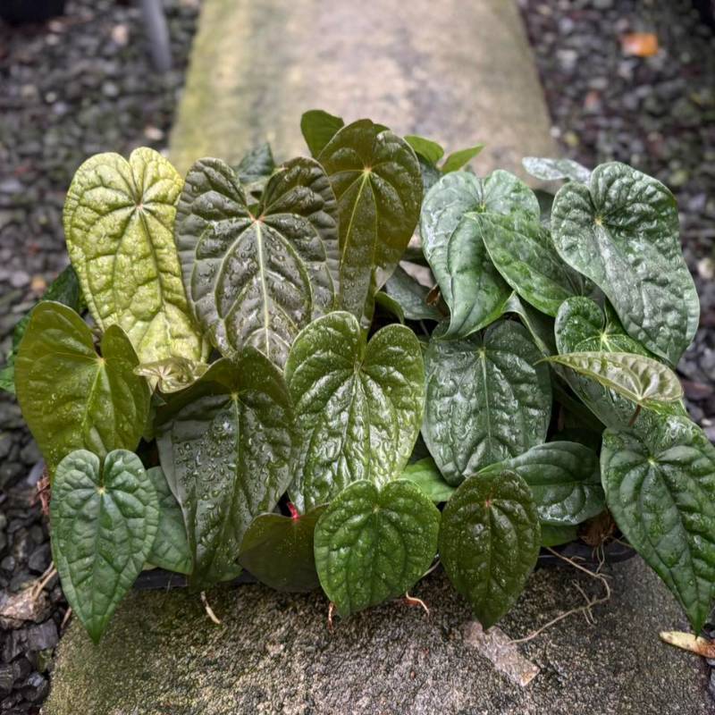 Антуриум TE02 Anthurium Luxurians hybrid (ящик)