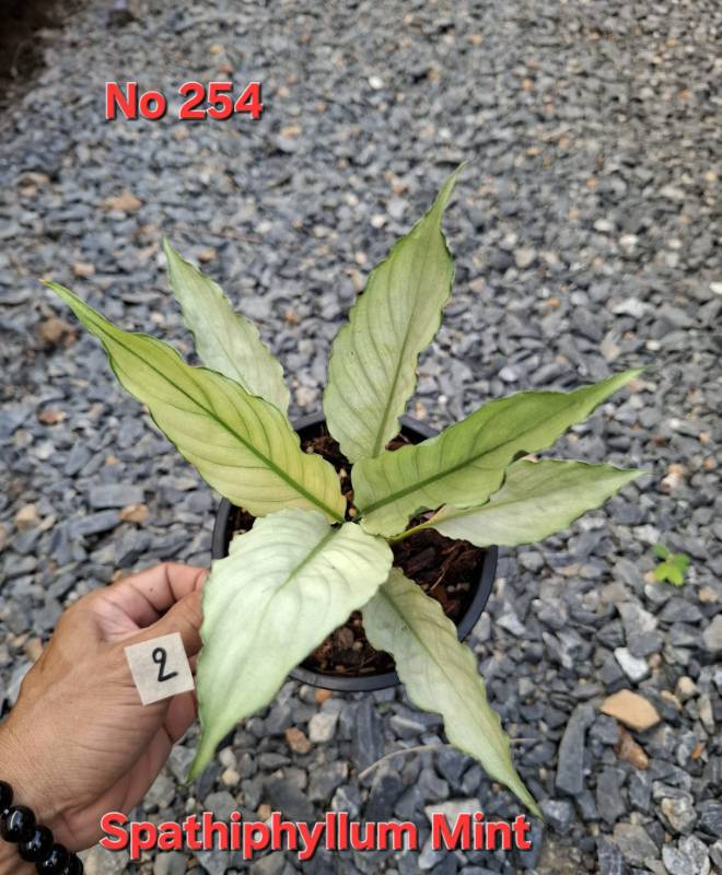 Спатифиллум 254 Spathiphyllum Mint
