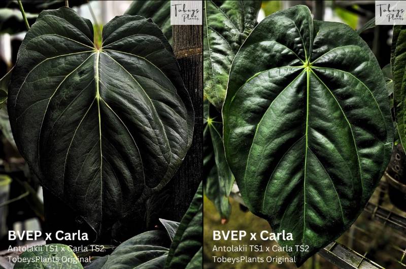 Антуриум TP22 Anthurium (BVEP x Carla) X (BVEP x Carla)