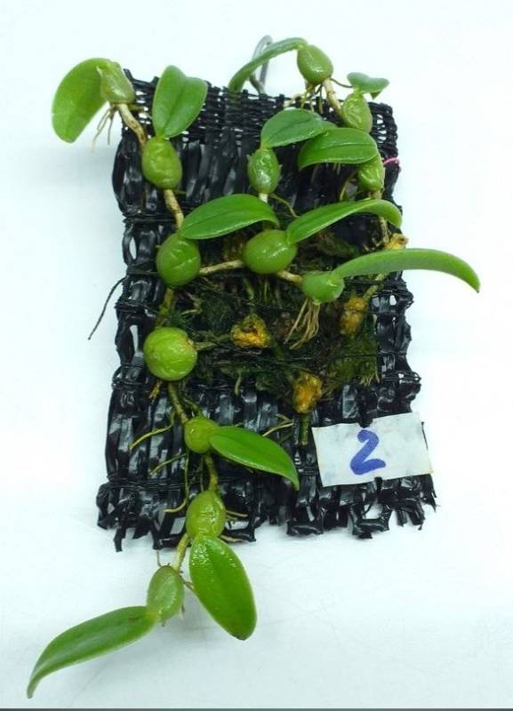 Орхидея FS119 Trias nummularia