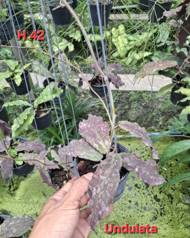 Хойя H42 Hoya undulata