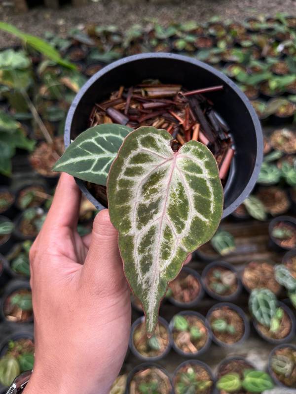 Антуриум §§71 Anthurium Purple Mystique Mutation
