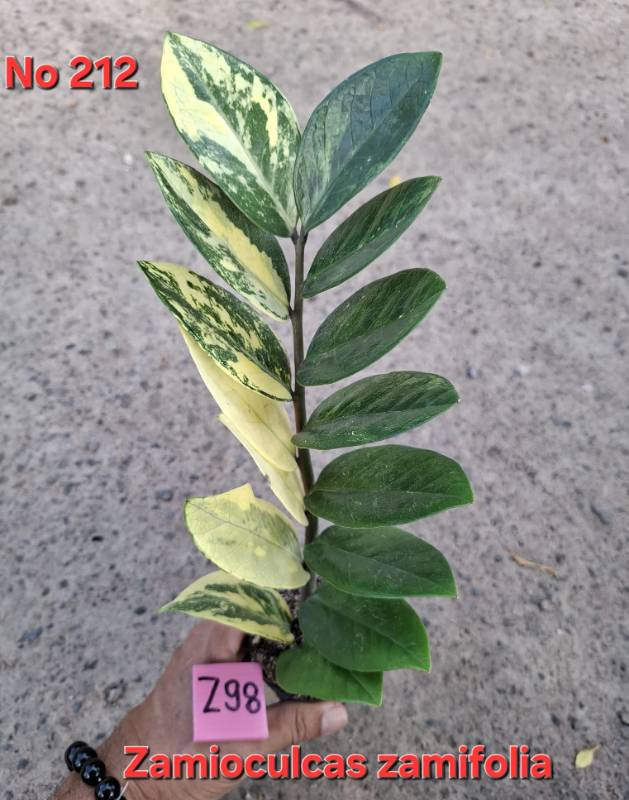 Замиокулькас 212 Zamioculcas zamifolia Z98
