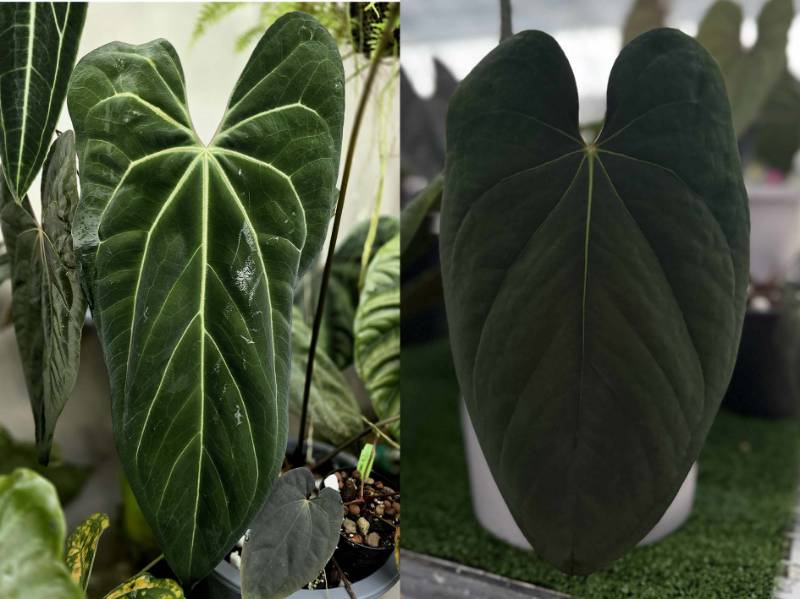Антуриум G52 Anthurium Naomi X Eastern dressleri