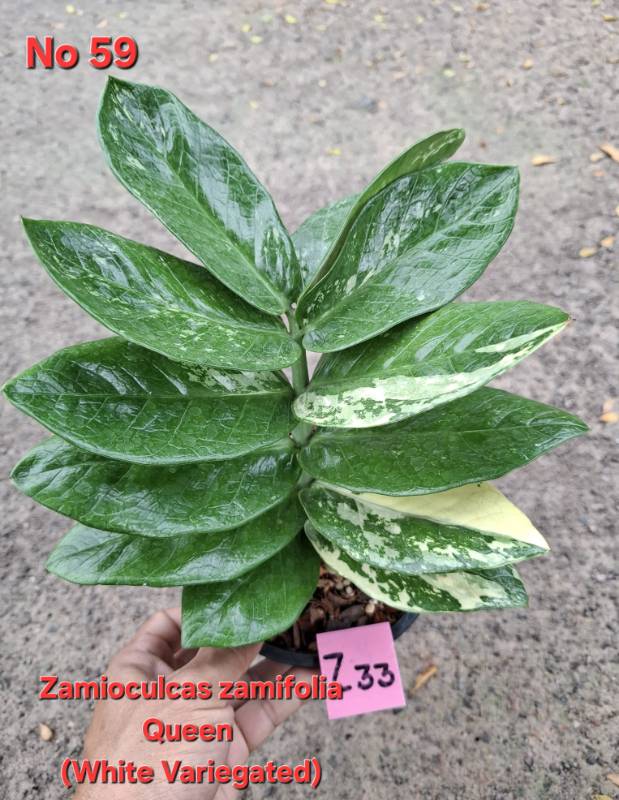 Замиокулькас 59 Zamioculcas Queen white variegated Z33