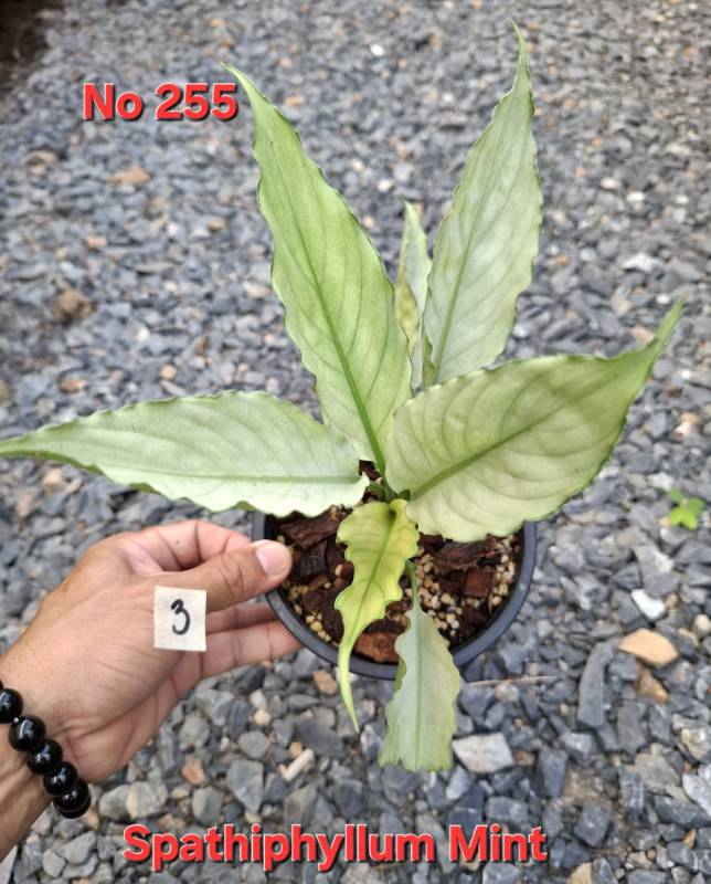 Спатифиллум 255 Spathiphyllum Mint