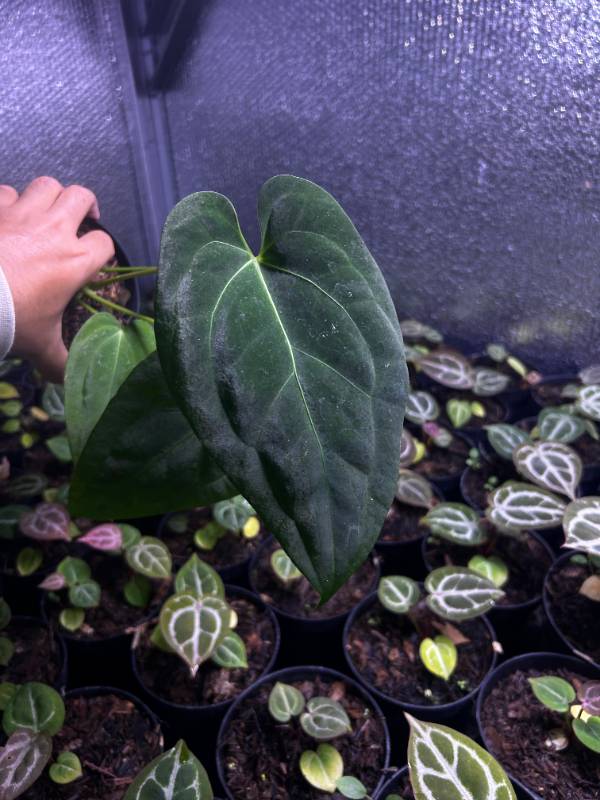 Антуриум §§54 Anthurium Papillilaminum Corduroy