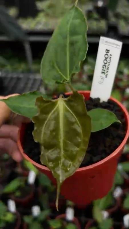 Антуриум §§18 Anthurium Boogie selected