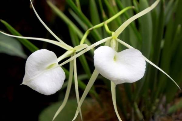 Орхидея O08 Brassavola nodosa