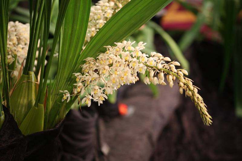 Орхидея FS51 Coelogyne multiflora