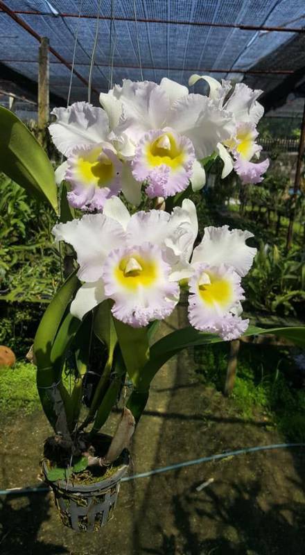 Орхидея FS71 Cattleya Lovely Bangkok