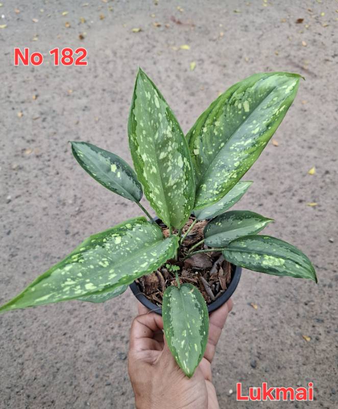 Аглаонема 182 Aglaonema Lukmai