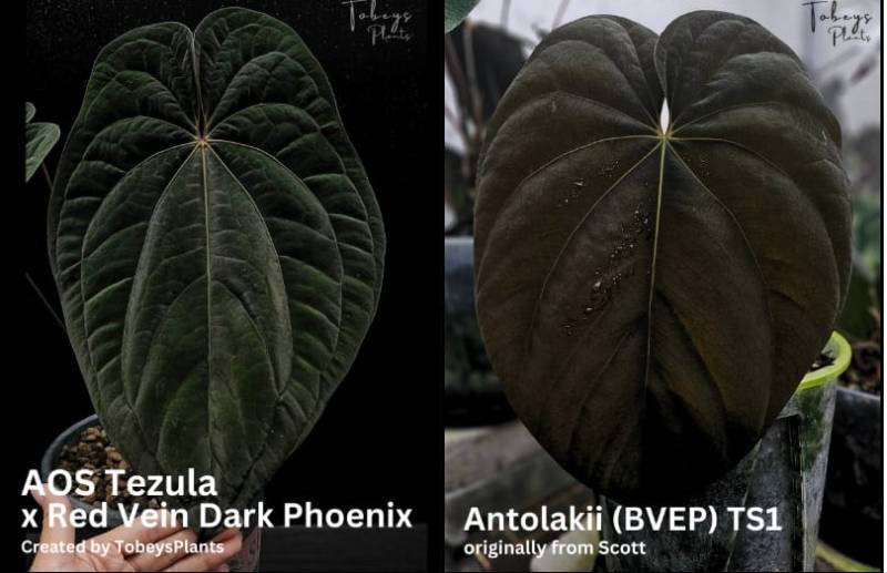 Антуриум 4T46 Anthurium (AOS Tezula X RVDP) X Antolakii (BVEP) TS1