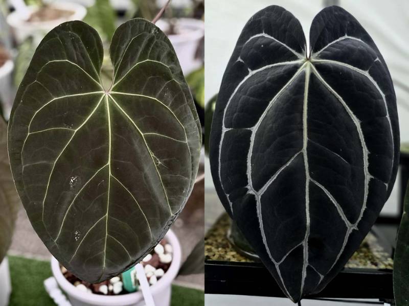 Антуриум 4G01 Anthurium AOS SKG Self X Carlablackiae GO1