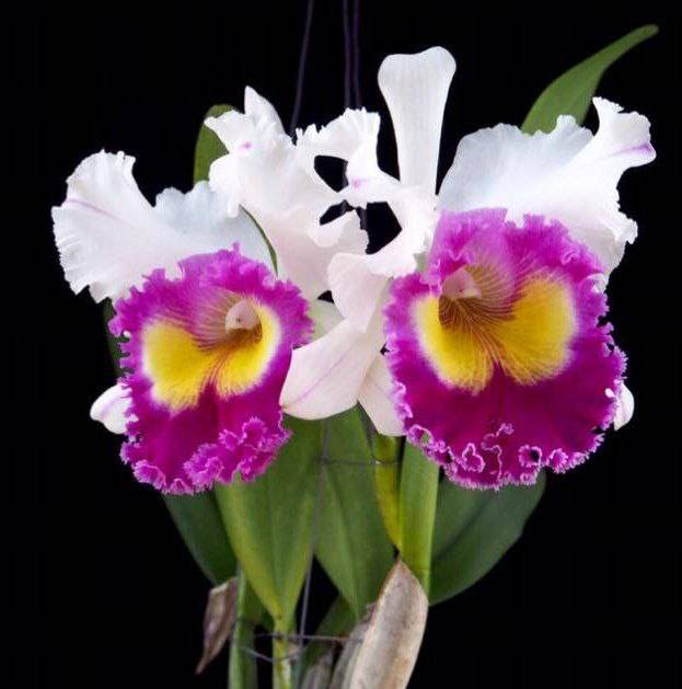 Орхидея FS69 Cattleya Krawnprapa