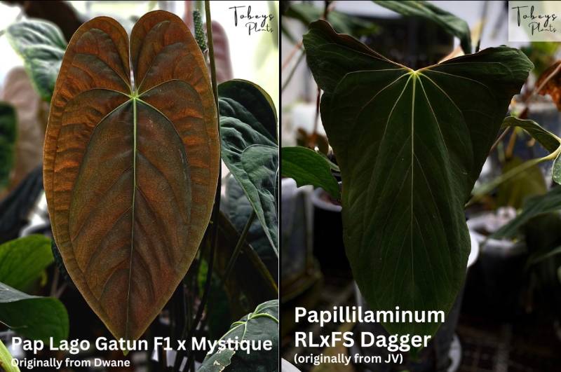 Антуриум TP23 Anthurium (Papi LG x Mystique) X Papi RLFS Dagger