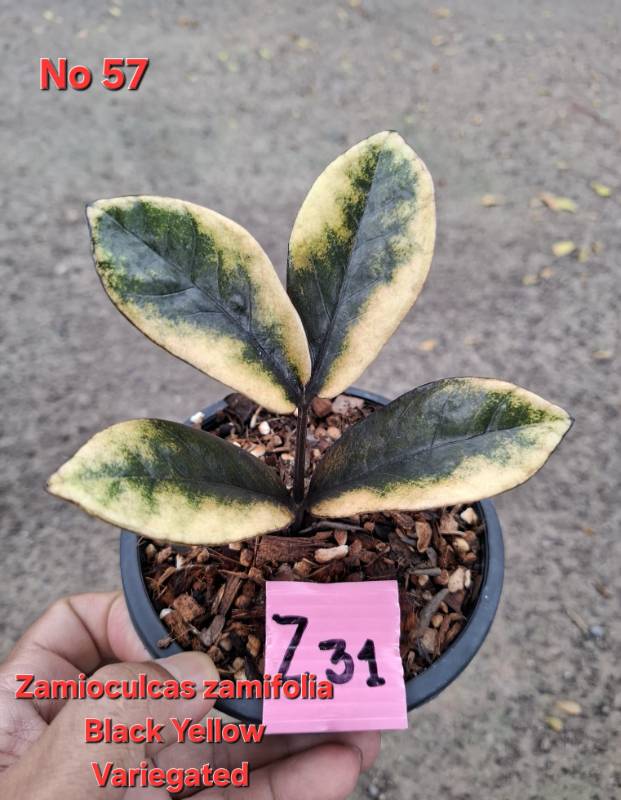 Замиокулькас 57 Zamioculcas Black Yellow variegated Z31