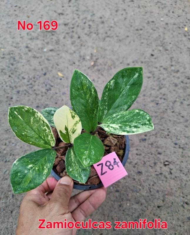 Замиокулькас 169 Zamioculcas zamifolia Z84