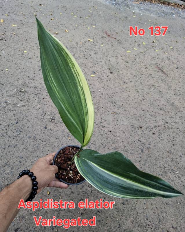 Аспидистра 137 Aspidistra elatior variegated
