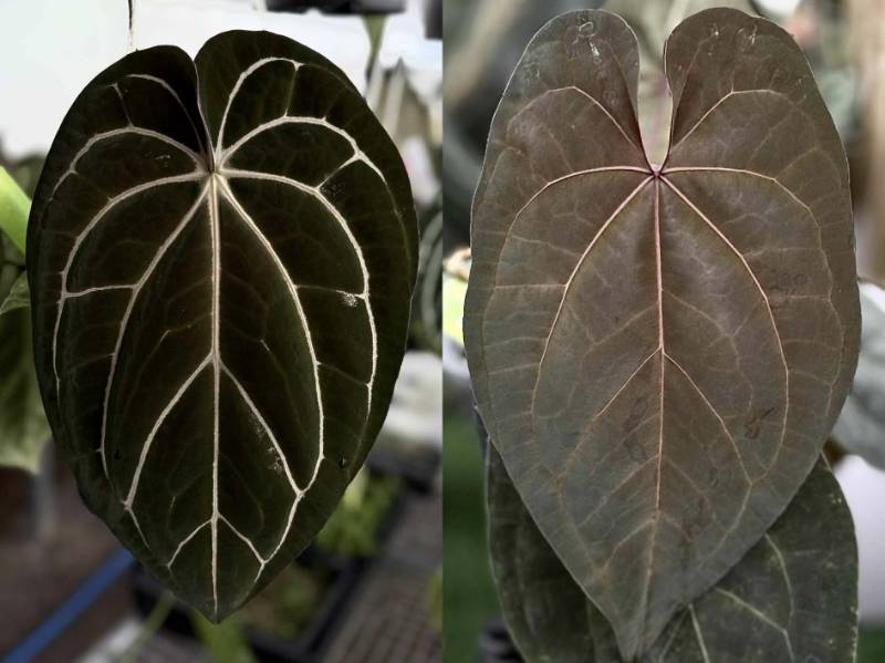 Антуриум 4G02 Anthurium Carlablackiae GO Round 3 X AOS Tezula