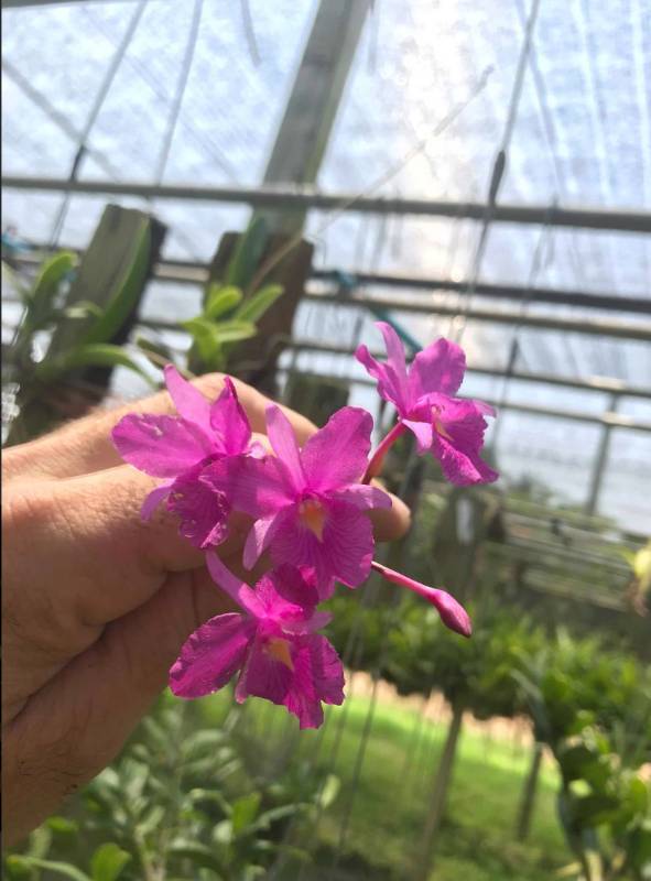 Орхидея FS08 Broughtonia sanguinea