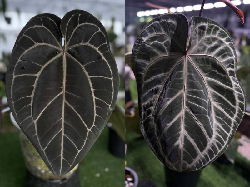 Антуриум 4G32 Anthurium Michelle 60 X (Crystallinum Select Large 53 X Angela 35)