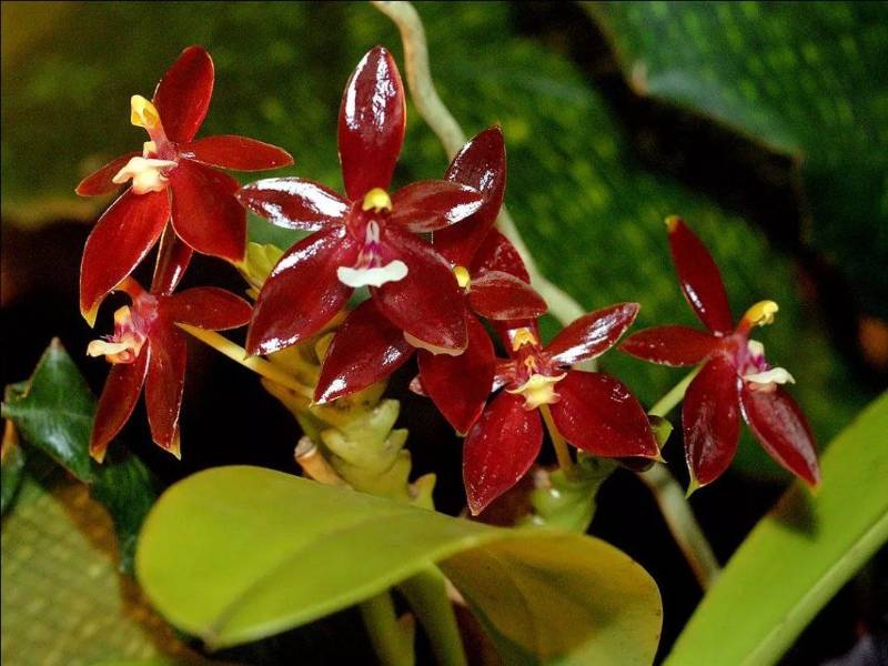 Орхидея FS109 Phalaenopsis cornu-cervi var. red