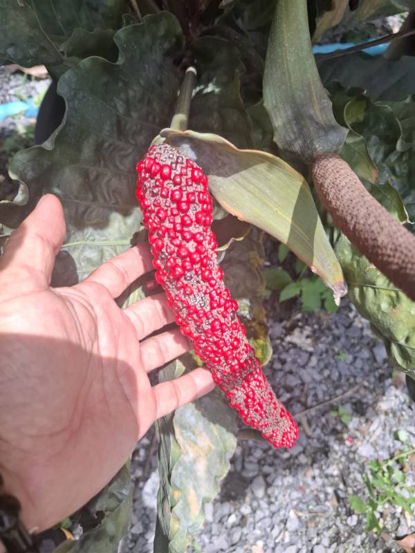 Антуриум 4S02 Anthurium Renessans (Siam) variegated seeds