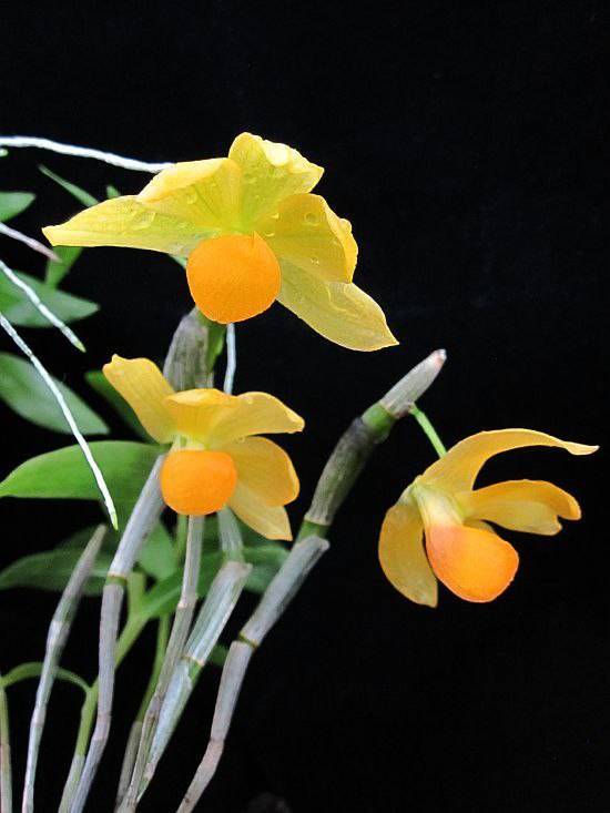 Орхидея FS138 Dendrobium chrysocrepis