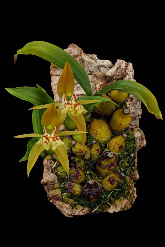 Орхидея FS53 Coelogyne schilleriana
