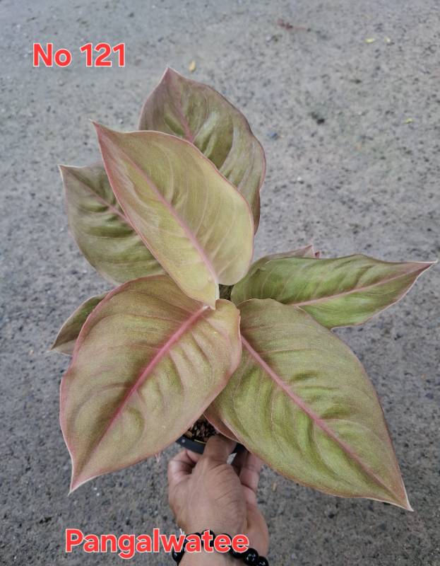 Аглаонема 121 Aglaonema Pangalwatee