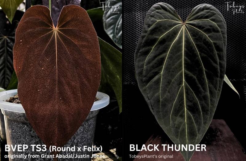 Антуриум 4T03 Anthurium Antolakii (BVEP) TS3 X Black Thunder