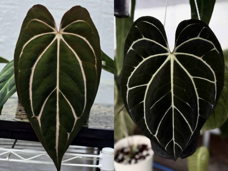 Антуриум 4G03 Anthurium Carlablackiae (TS2 X TS1) X Carlablackiae GO Round 1