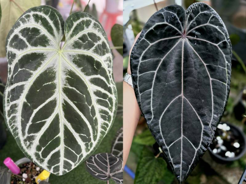 Антуриум G27 Anthurium SKG Pink lemonade X (Red velvet cake 24 X Zara 3)