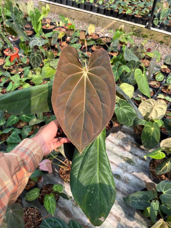 Антуриум AA13 Anthurium Red Sunset x Dressleri