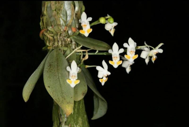 Орхидея FS110 Phalaenopsis gibbosa