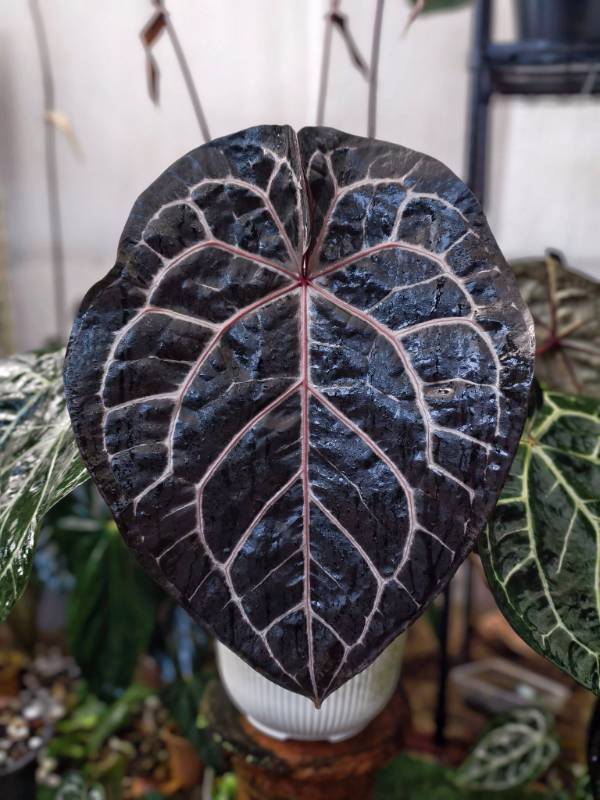 Антуриум G06 Anthurium NSE Red Crystallinum X Self
