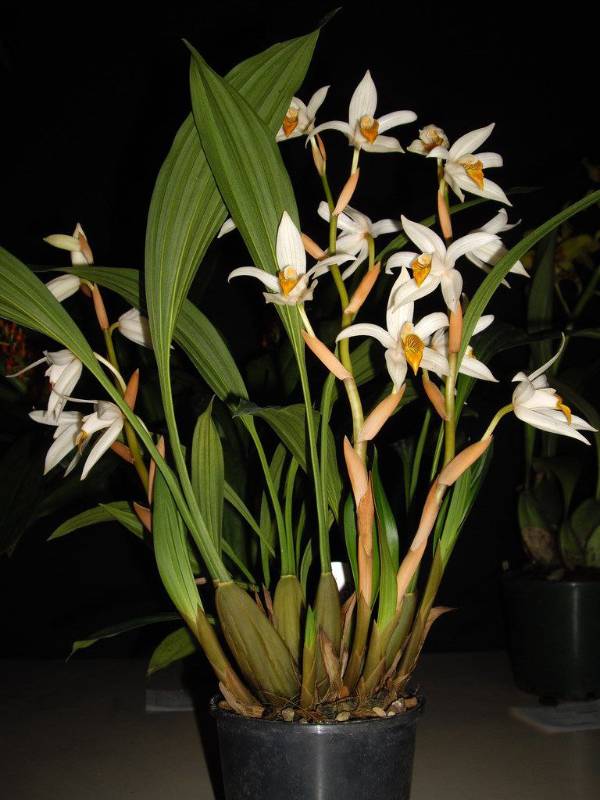 Орхидея FS52 Coelogyne pachystachya