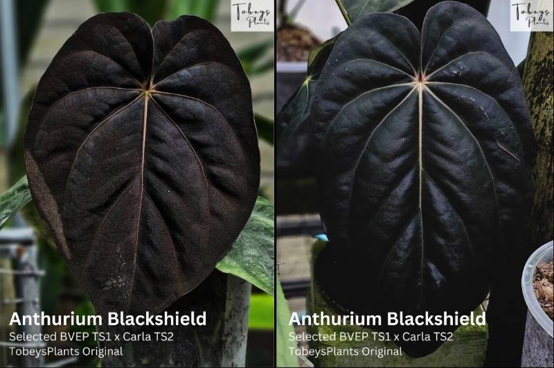Антуриум 4T31 Anthurium Blackshield X Self