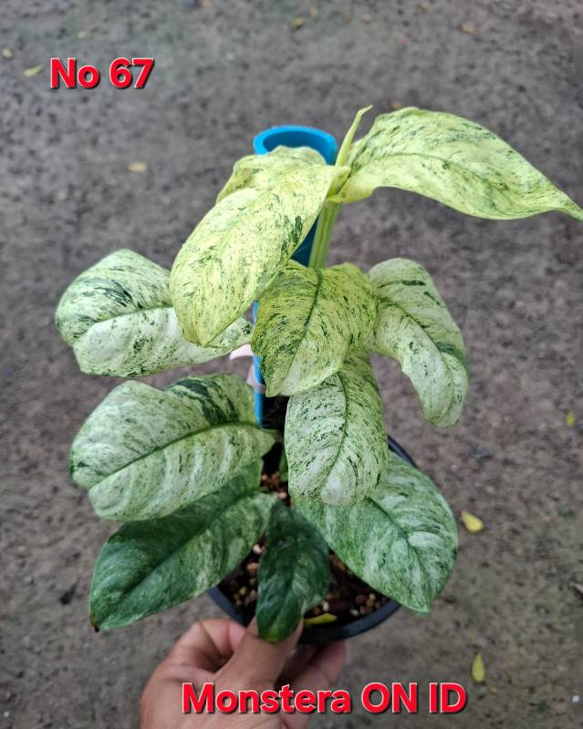 Монстера 67 Monstera NoID