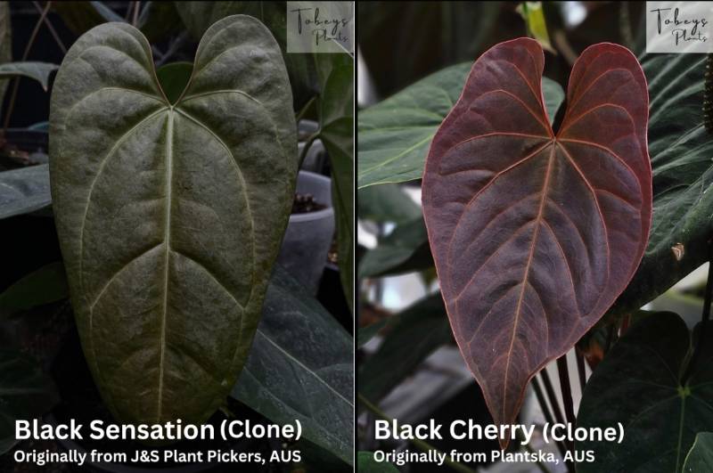 Антуриум TP25 Anthurium Black Sensation X Black Cherry