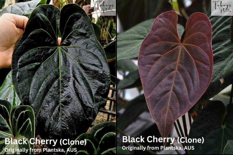 Антуриум TP32 Anthurium Black Cherry X Self