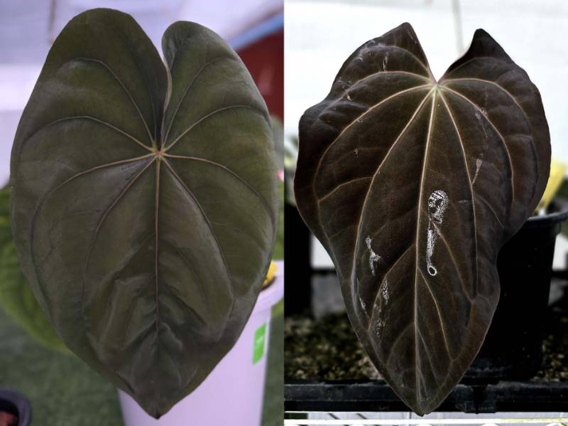 Антуриум 4G45 Anthurium Dressleri RG X (Carlablackiae X Antolakii)