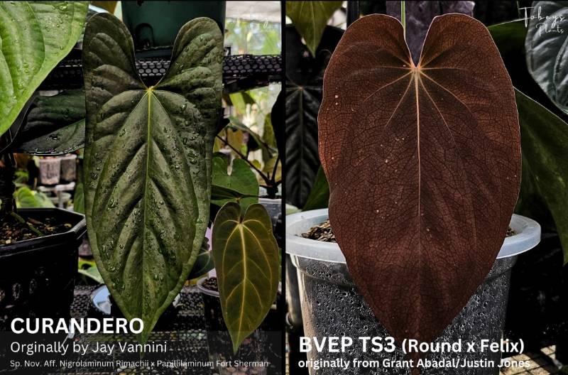 Антуриум 4T08 Anthurium Curandero X Antolakii (BVEP) TS3