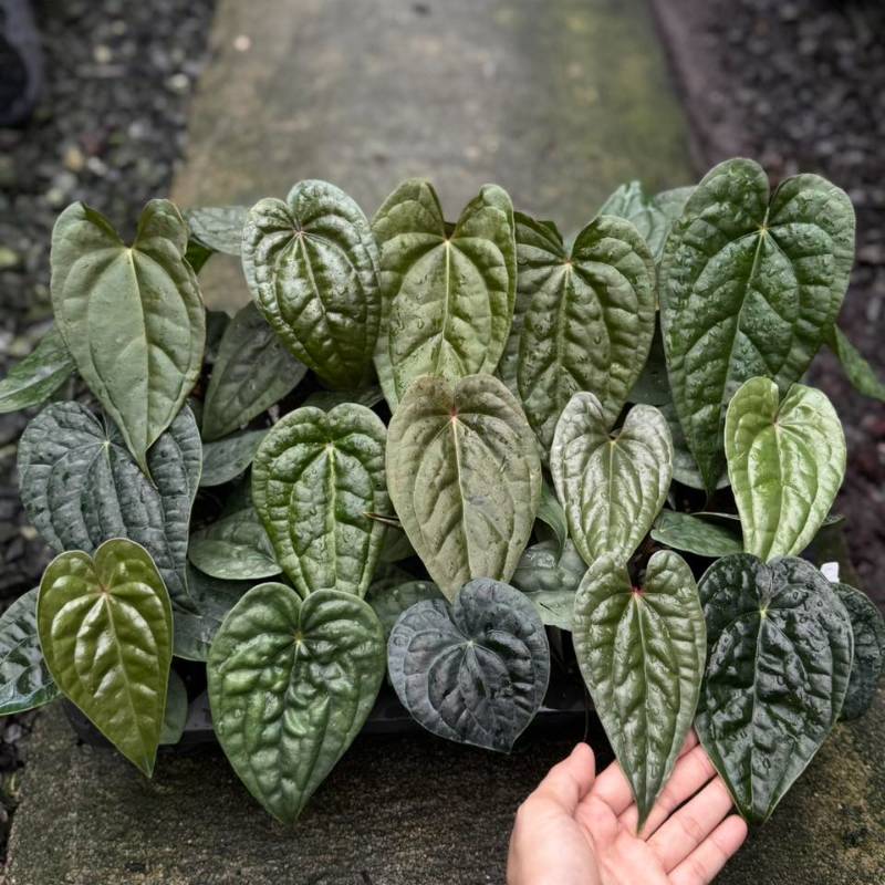 Антуриум TE02 Anthurium Luxurians hybrid (ящик)
