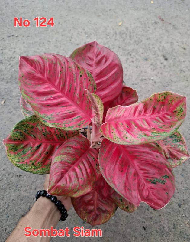 Аглаонема 124 Aglaonema Sombat Siam